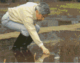 imper-1.gif